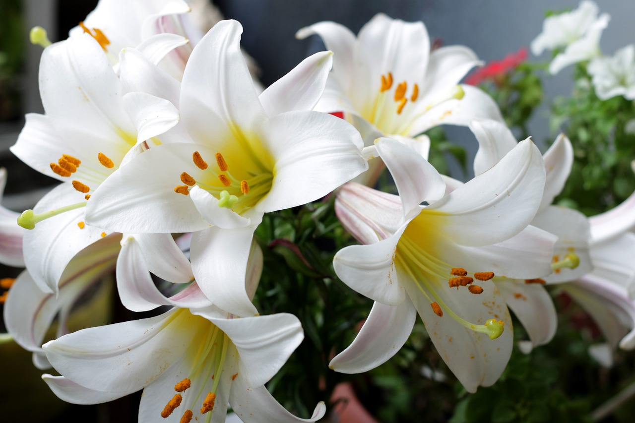flowers-3390630_1280